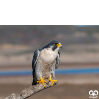 گونه بحری Peregrine Falcon